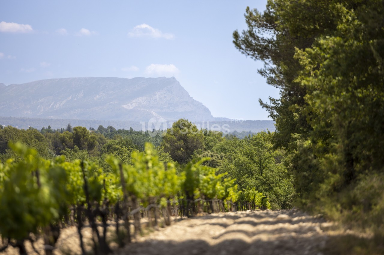 Vignes verdoyantes bordées d'arbres avec une montagne en arrière-plan sous un ciel dégagé.
