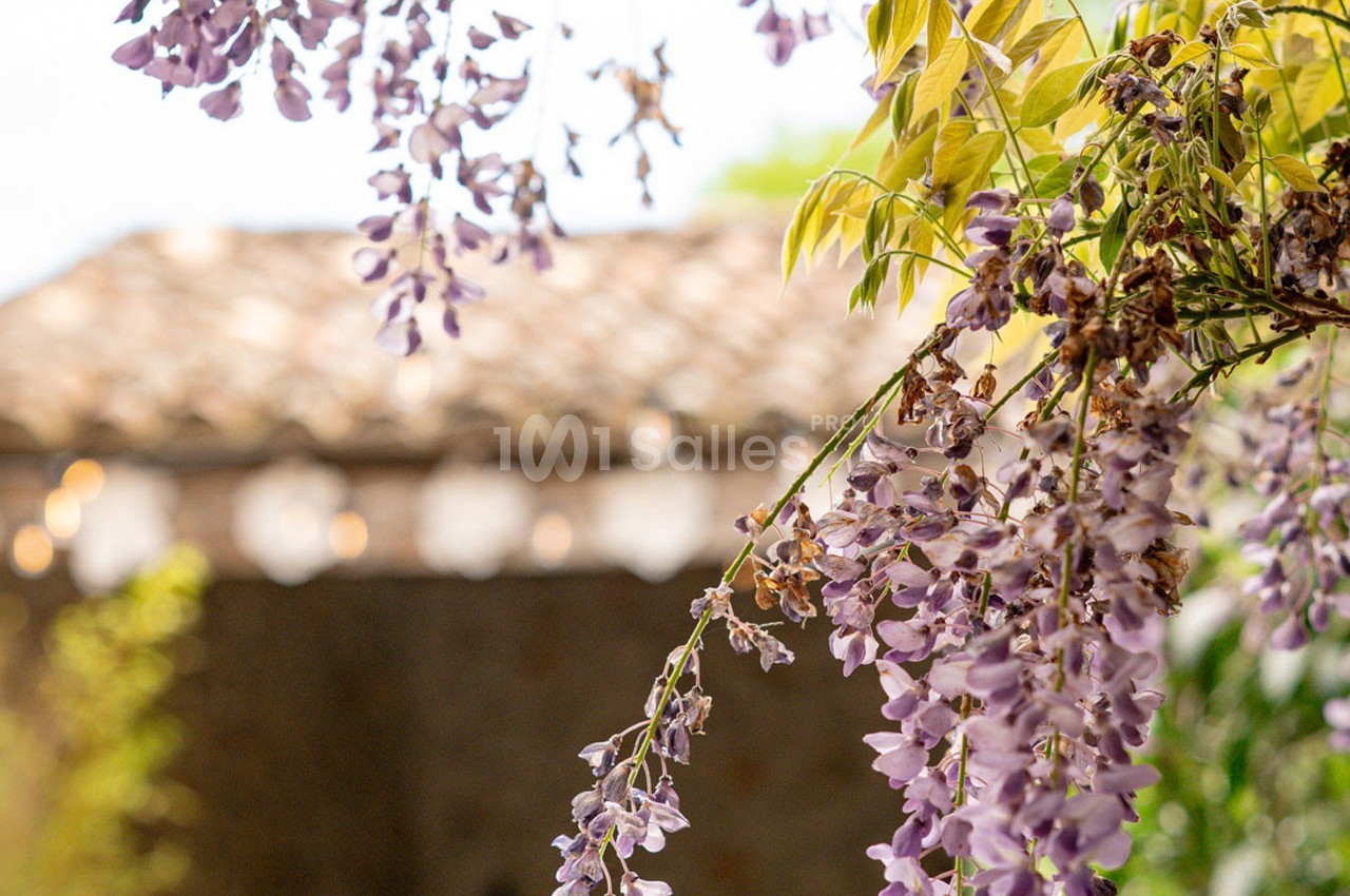 Glycine en fleurs violettes suspendue devant un bâtiment en pierre avec un toit en tuiles flou en arrière-plan.