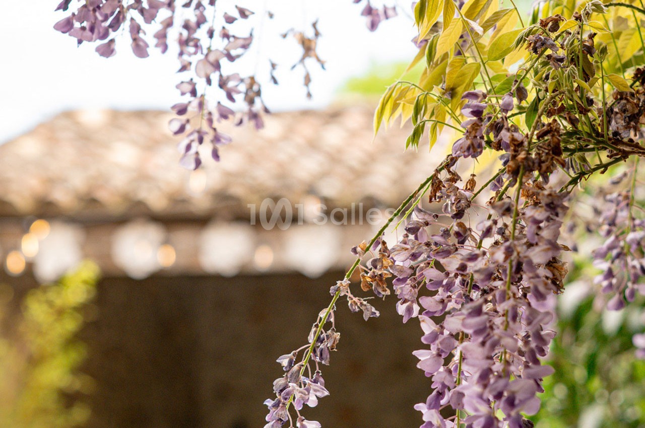 Glycine en fleurs violettes suspendues devant un mur en pierre et un toit en tuiles flou en arrière-plan.
