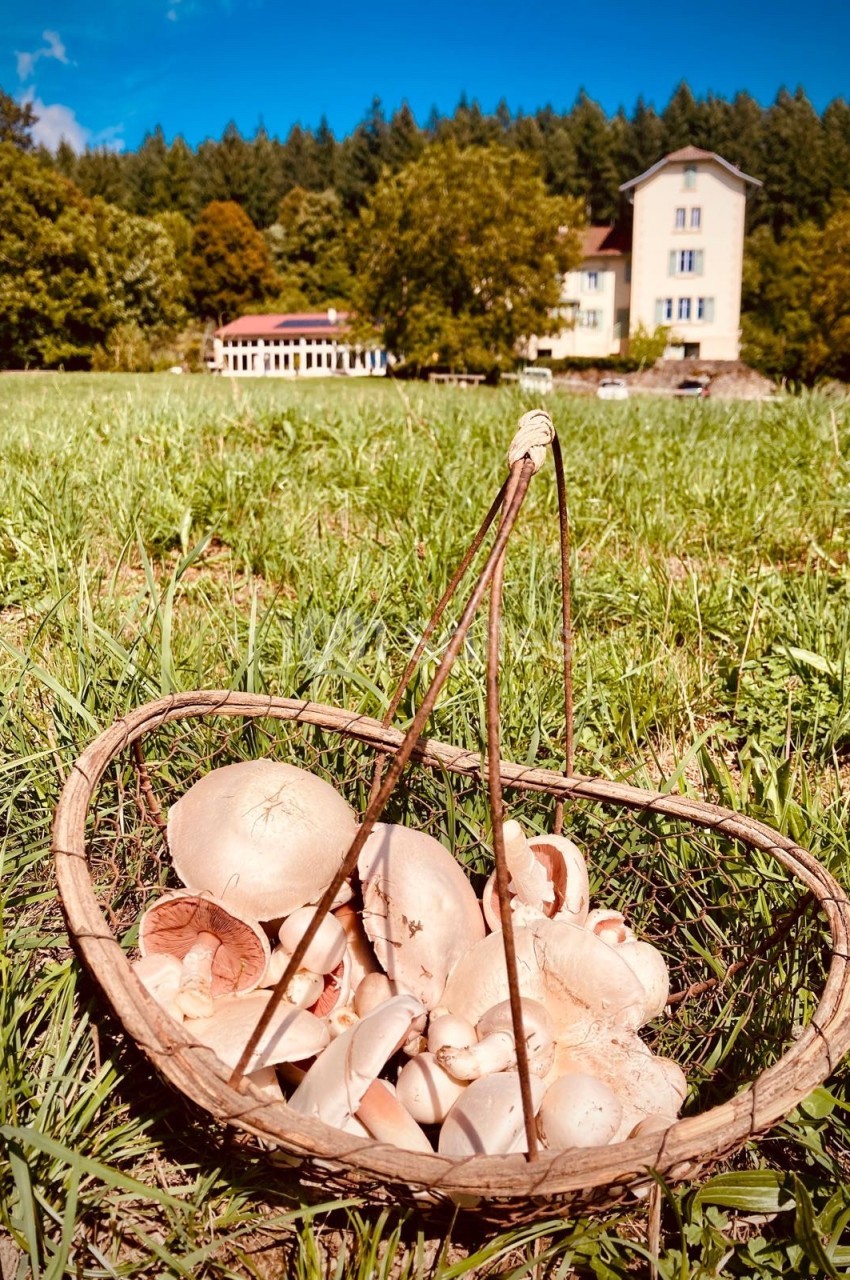 Panier de champignons frais posé sur l'herbe, avec une maison et une forêt en arrière-plan sous un ciel bleu.