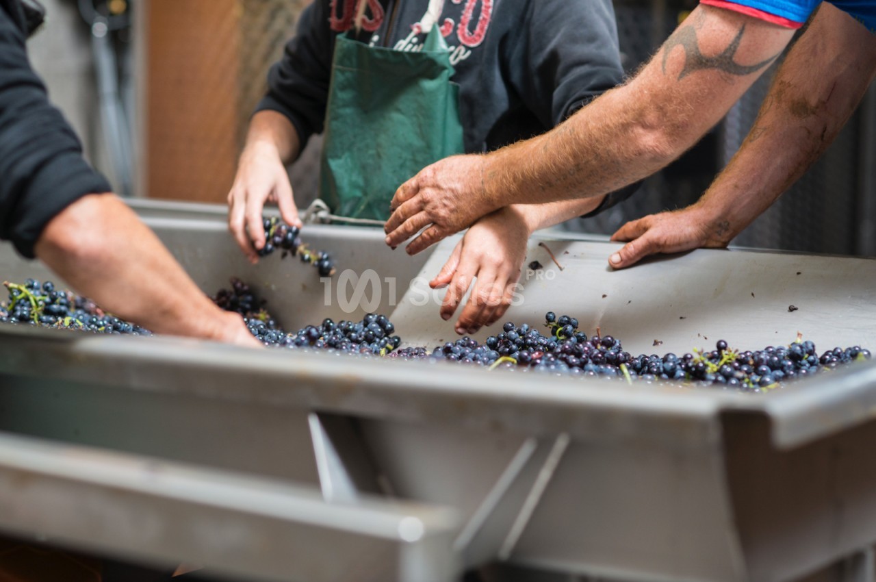 Tri manuel de grappes de raisin dans une cuve en métal par plusieurs personnes.