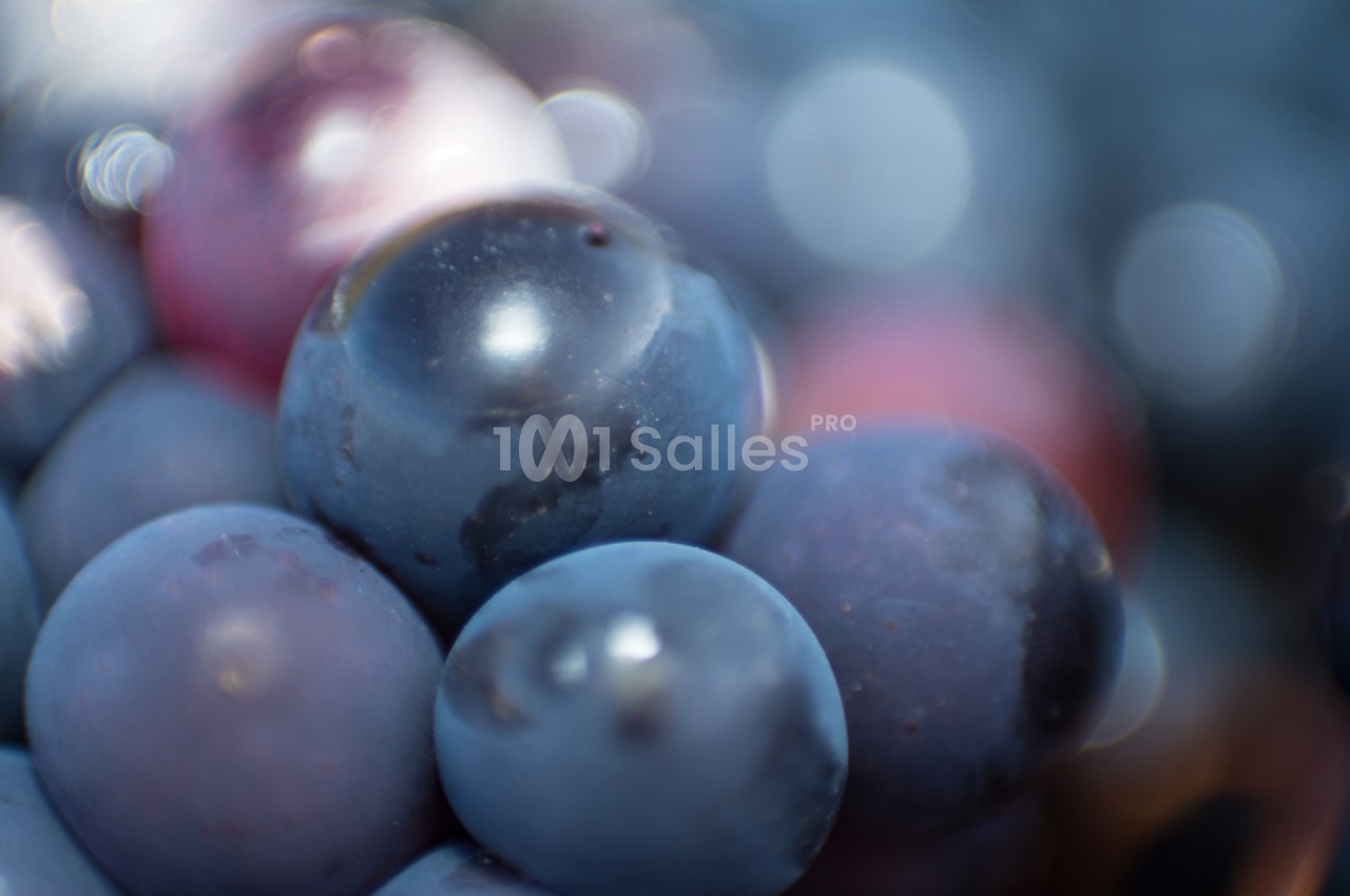 Gros plan de raisins violets avec des reflets lumineux et un flou d'arrière-plan.