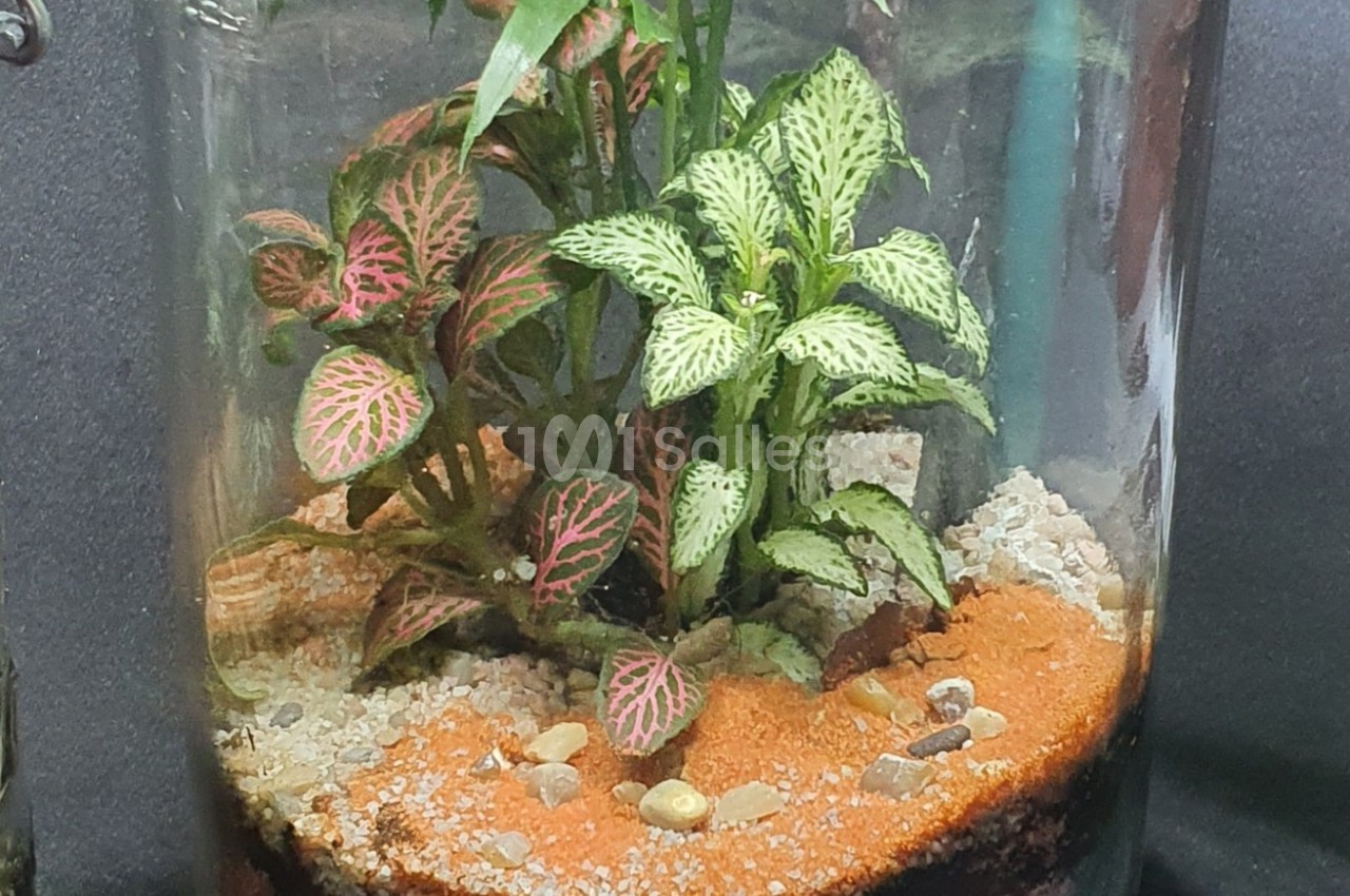 Plantes aux feuilles colorées dans un terrarium en verre, posées sur un sol de sable et de gravier.