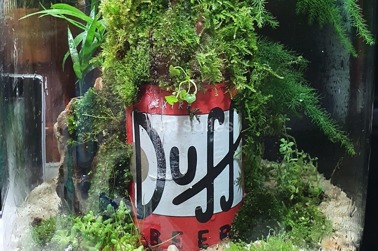 Canette rouge de bière Duff recyclée en décoration dans un terrarium avec mousse et plantes vertes.