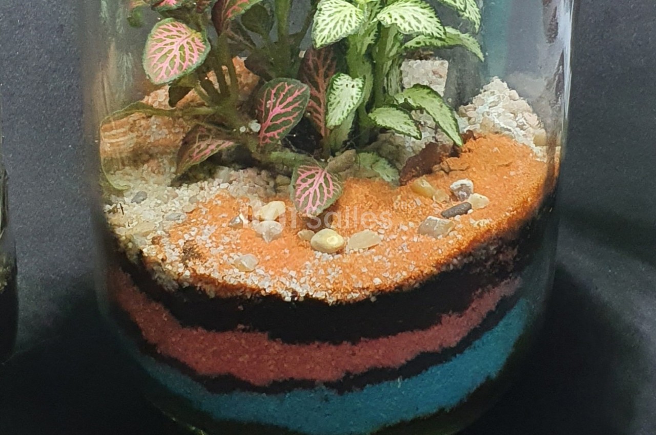 Terrarium en verre contenant une plante verte à feuilles nervurées roses, avec des couches de sable coloré et de gravier.
