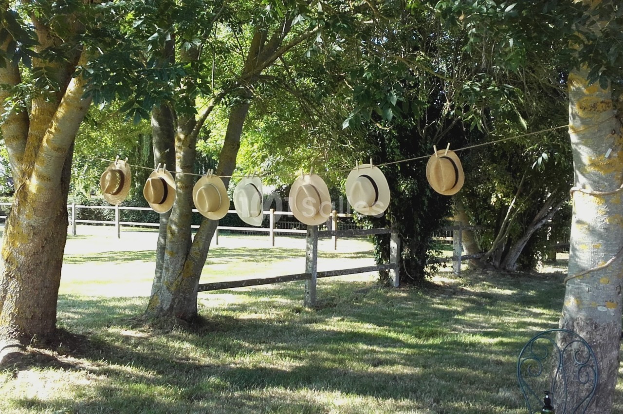 Chapeaux suspendus sur une corde entre des arbres dans un jardin ensoleillé avec pelouse et clôture en arrière-plan.