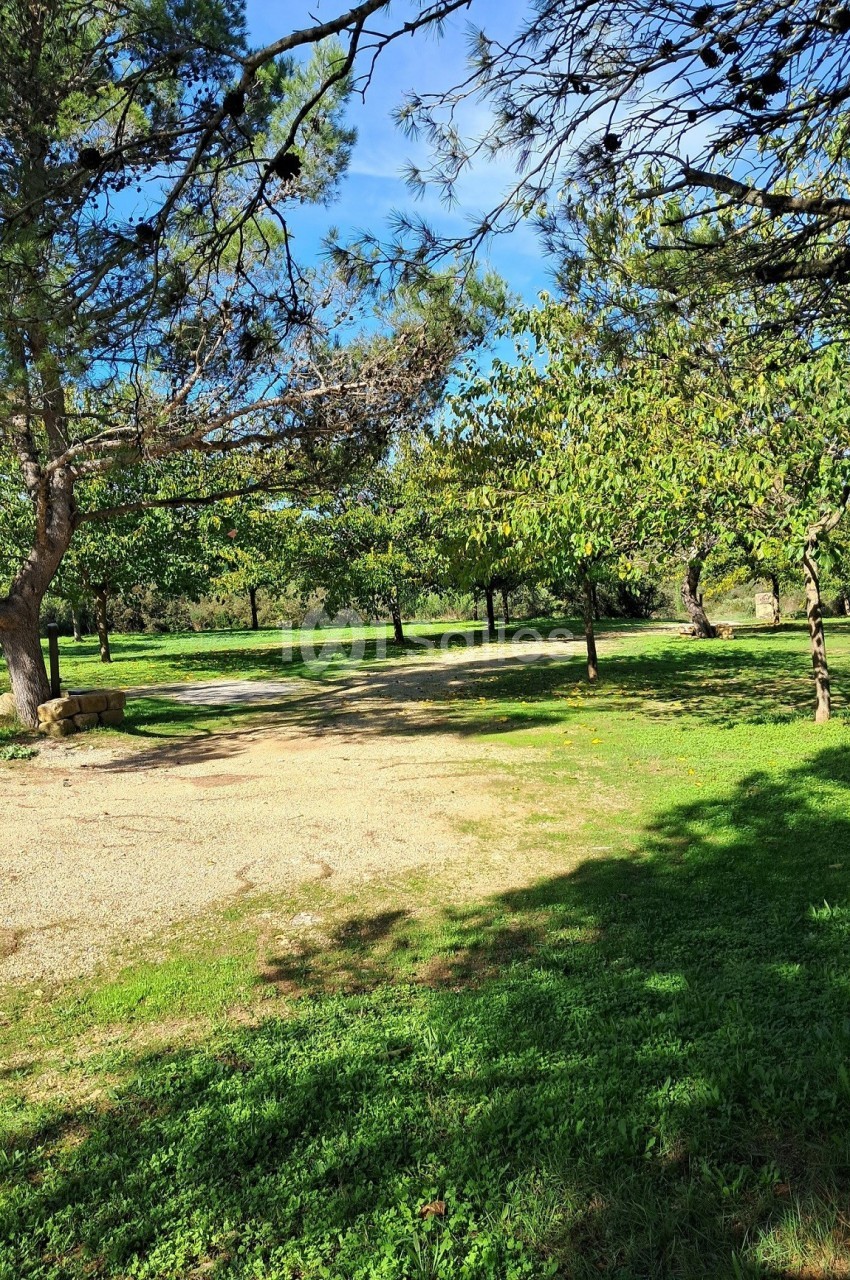 Allée ombragée bordée d'arbres dans un parc verdoyant sous un ciel bleu.
