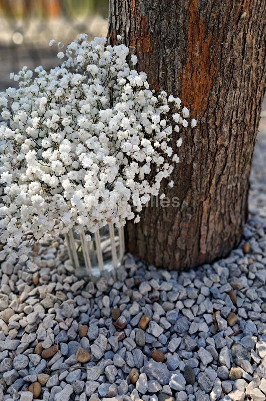 Bouquet de gypsophiles blanches dans un vase en verre, posé sur des graviers au pied d’un tronc d’arbre.