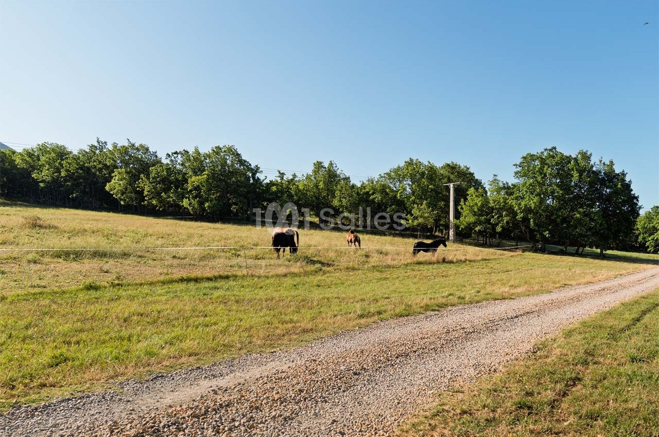 Chemin de gravier bordant un pré verdoyant où paissent plusieurs chevaux sous un ciel dégagé.