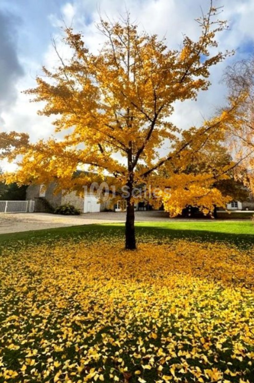 Arbre aux feuilles jaunes entouré d'un tapis de feuilles tombées, dans un jardin sous un ciel partiellement nuageux.