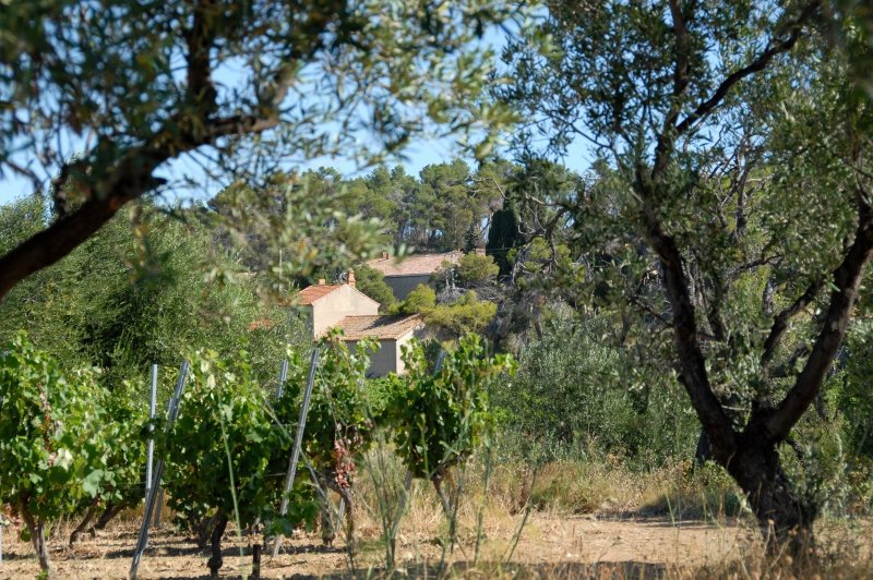 La Garrigue - photo 1