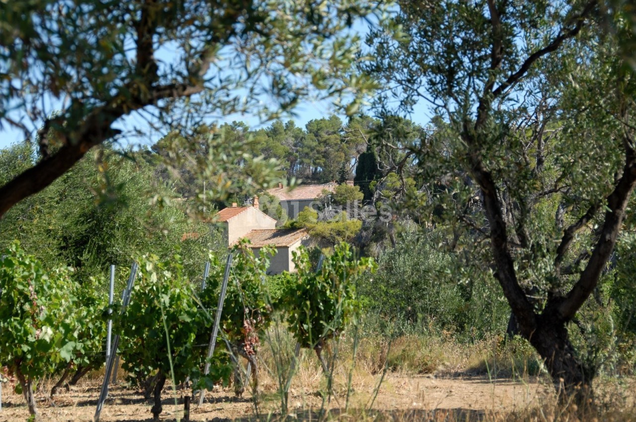 Vue d'un vignoble entouré d'oliviers avec des bâtiments en pierre au loin, sous un ciel dégagé.