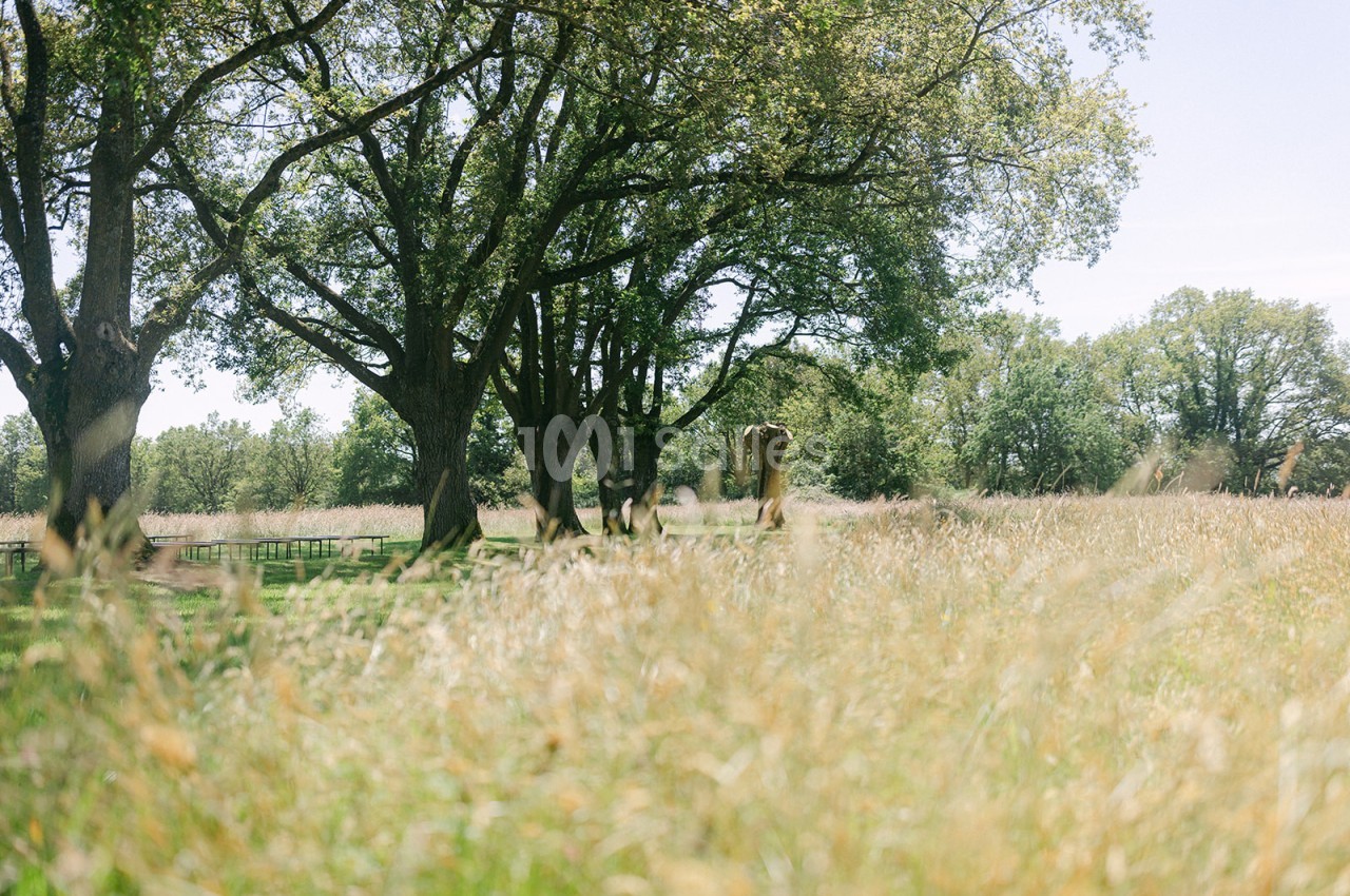 Prairie verdoyante avec des arbres imposants sous un ciel clair, entourée de hautes herbes.