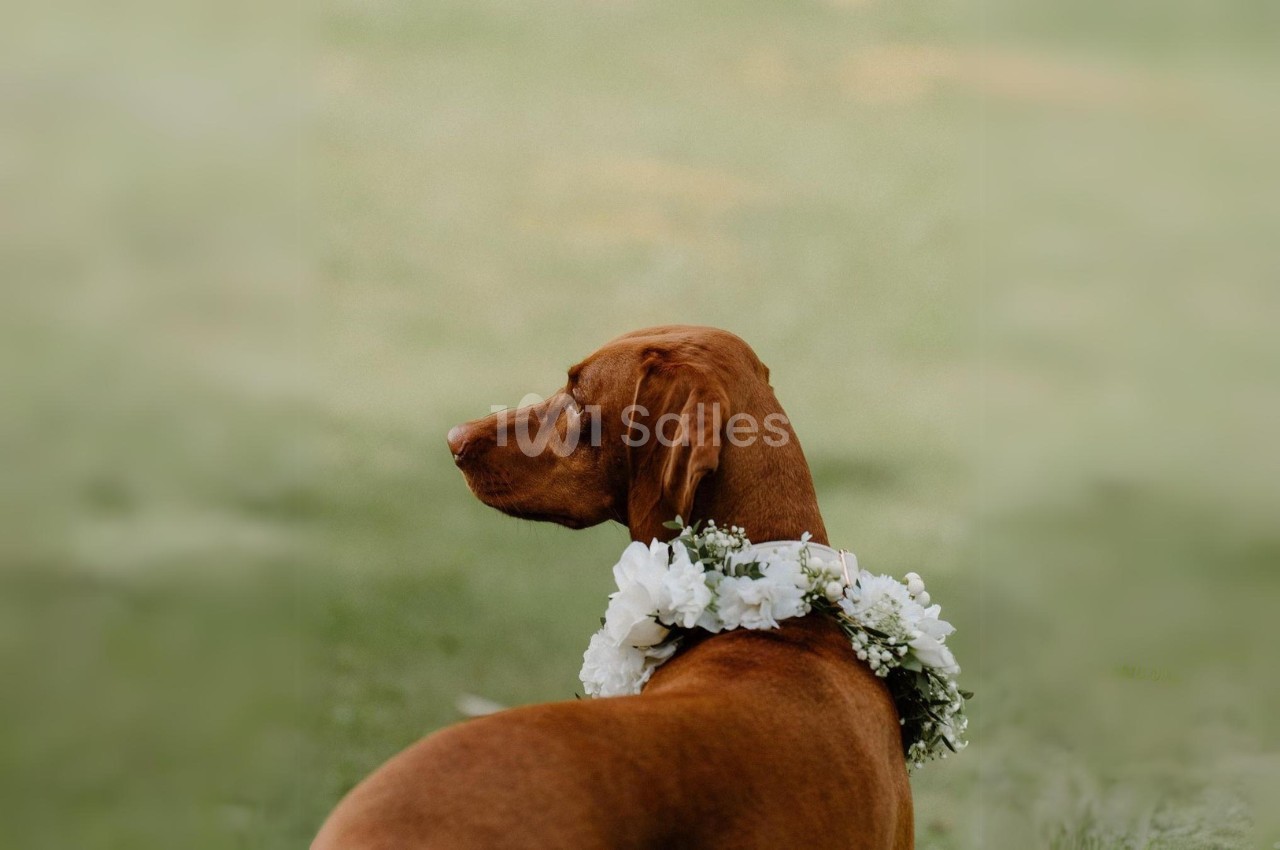 Chien brun portant une couronne de fleurs blanches, assis dans un champ verdoyant.