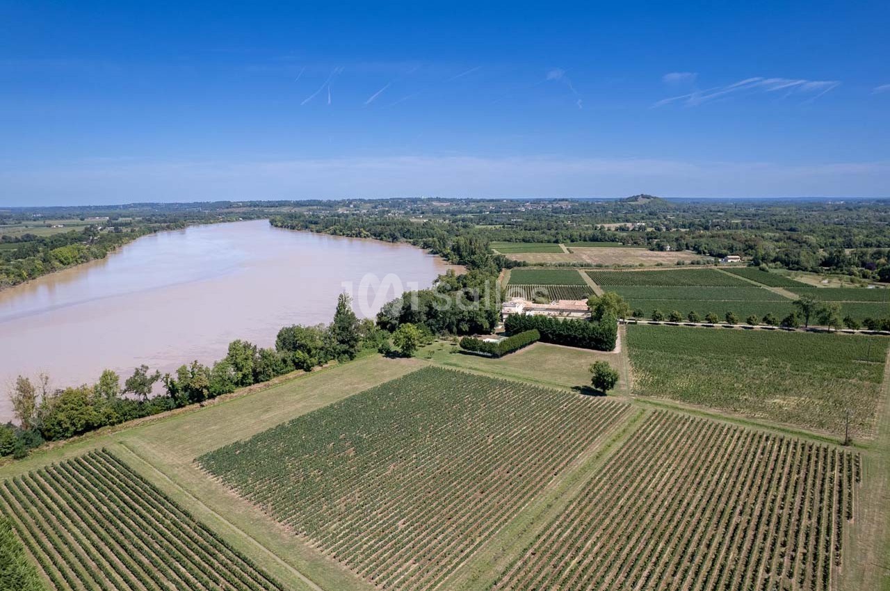 Vue aérienne de vignobles bordant une rivière sous un ciel dégagé, avec un paysage rural en arrière-plan.