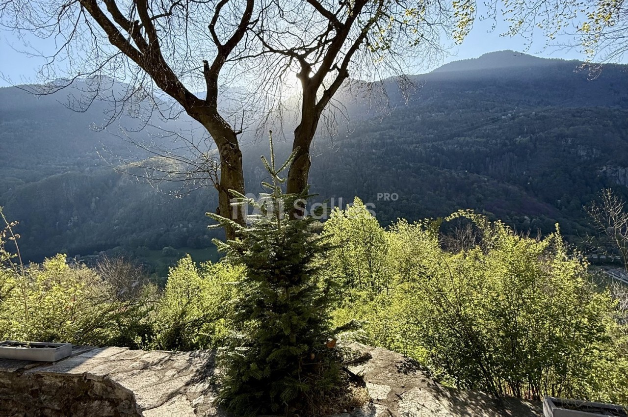 Paysage de montagne avec un sapin au premier plan, encadré par deux arbres sous une lumière en contre-jour.