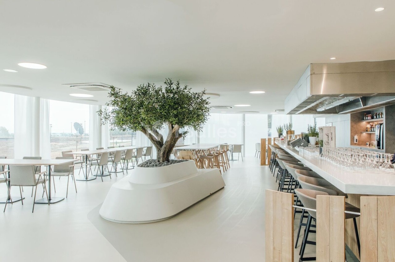 Salle lumineuse avec un grand olivier central, des tables et un comptoir de bar moderne en arrière-plan.