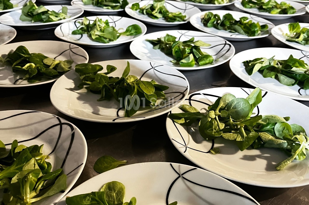 Assiettes blanches garnies de petites portions de mâche alignées sur une table.