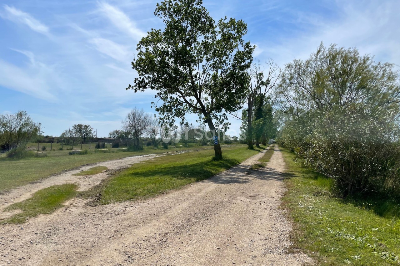 Chemin de terre bordé d'arbres et de végétation, sous un ciel bleu avec quelques nuages.