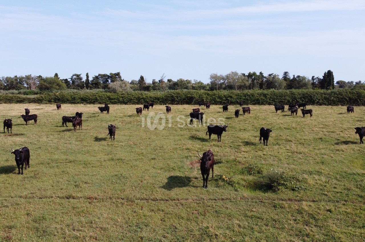 Vaches noires dispersées dans un grand champ verdoyant sous un ciel dégagé.