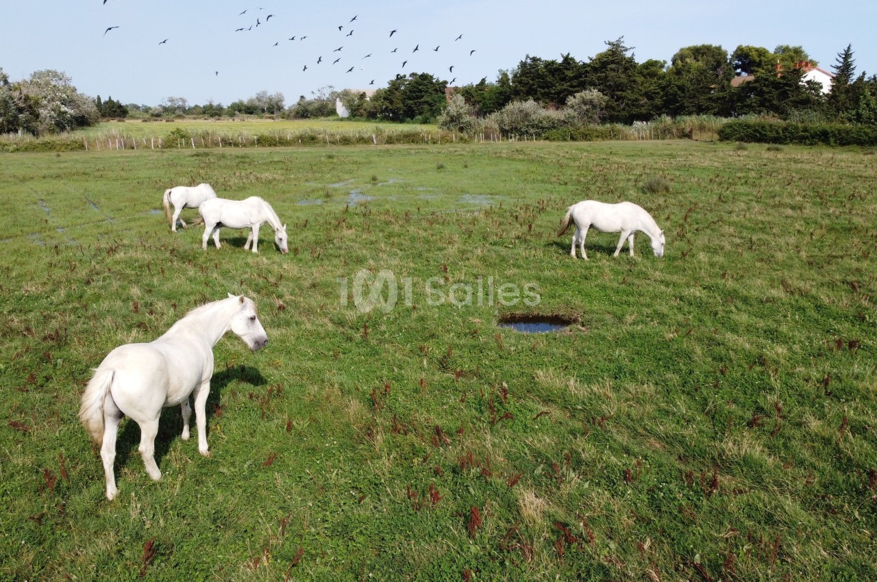 Chevaux blancs broutant dans un pré verdoyant parsemé de flaques, avec des arbres et des oiseaux en arrière-plan.