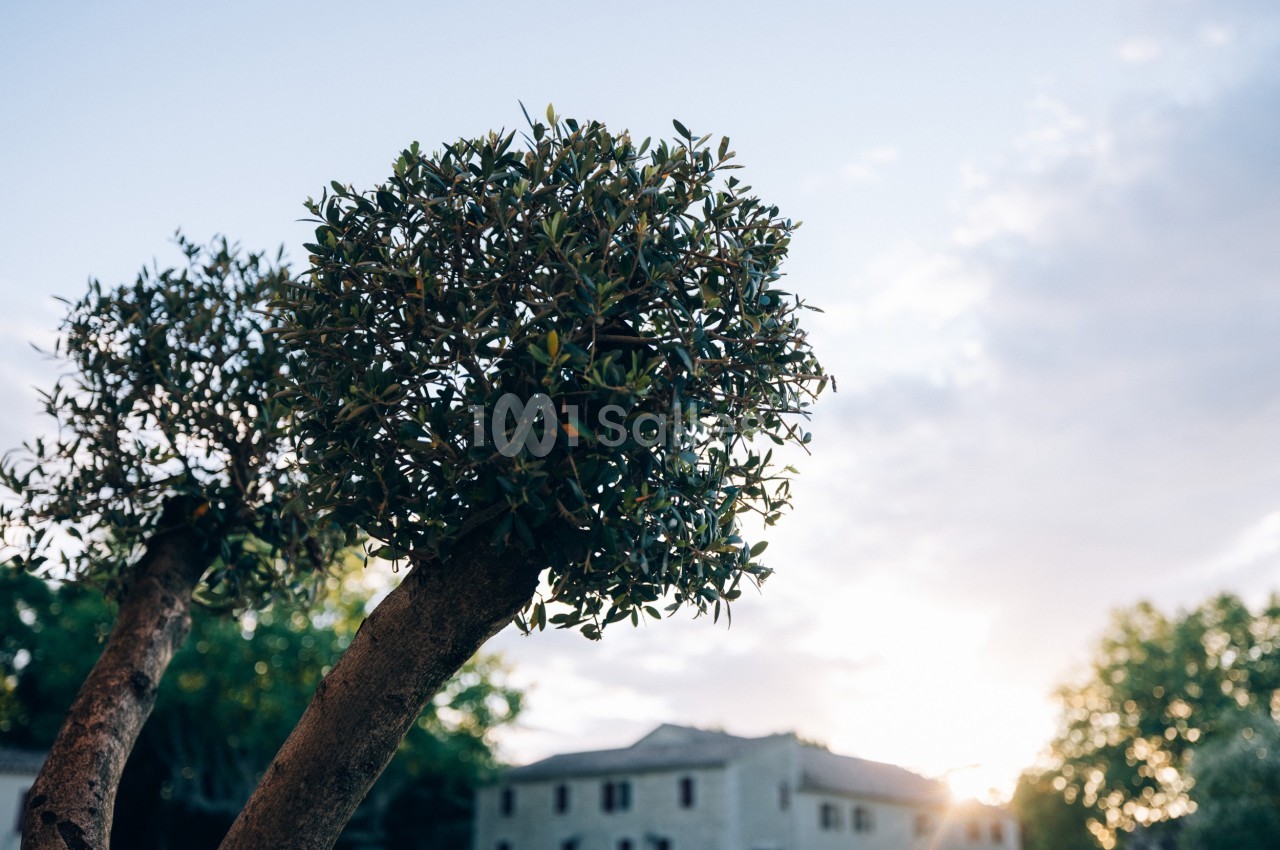 Arbre taillé en boule avec des feuilles denses, éclairé par une lumière douce au coucher du soleil, bâtiments en arrière…