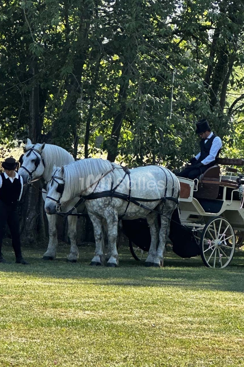 Deux chevaux blancs attelés à une calèche, avec deux hommes en tenue élégante dans un cadre verdoyant.