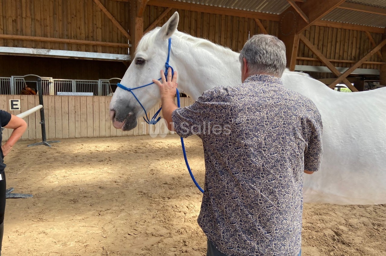 Un homme caresse un cheval blanc attaché par un licol bleu dans un manège en bois.