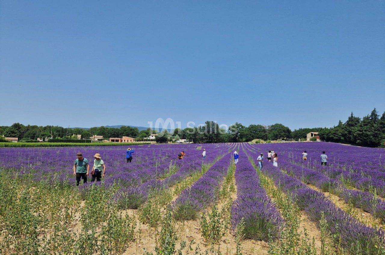Le Mas de la Lise - galerie - photo 16