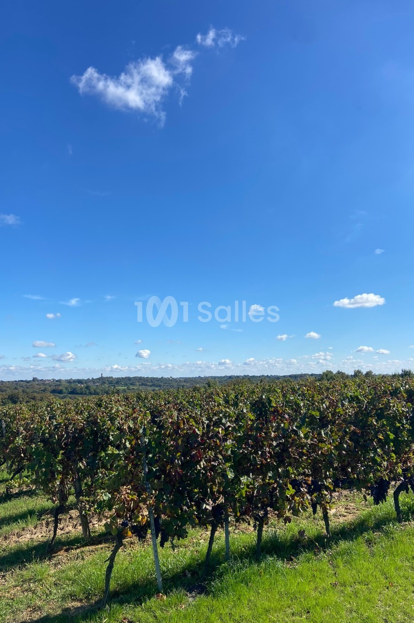 Vignes verdoyantes sous un ciel bleu parsemé de quelques nuages, paysage rural ensoleillé.