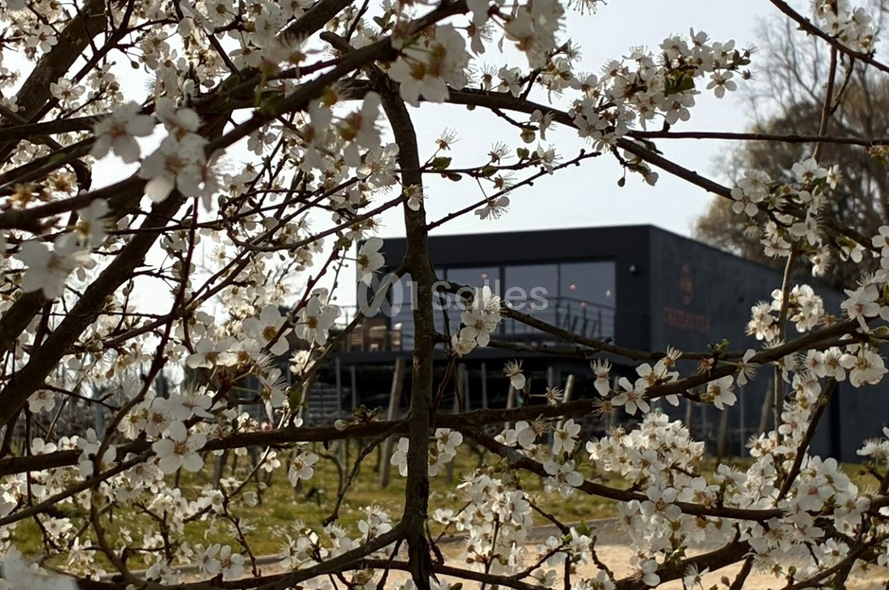 Fleurs blanches d'un arbre au premier plan avec un bâtiment moderne sombre en arrière-plan.