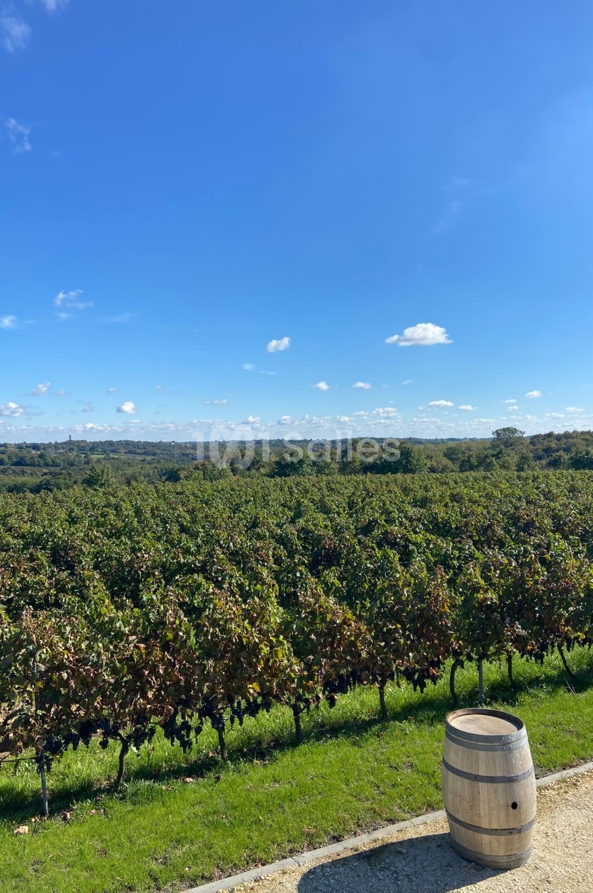 Vignes verdoyantes sous un ciel bleu dégagé, avec un tonneau en bois au premier plan.