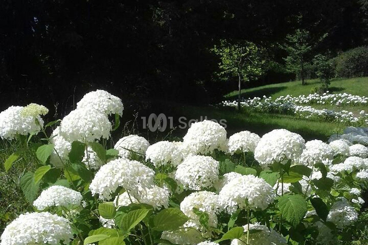 Hydrangeas en fleur