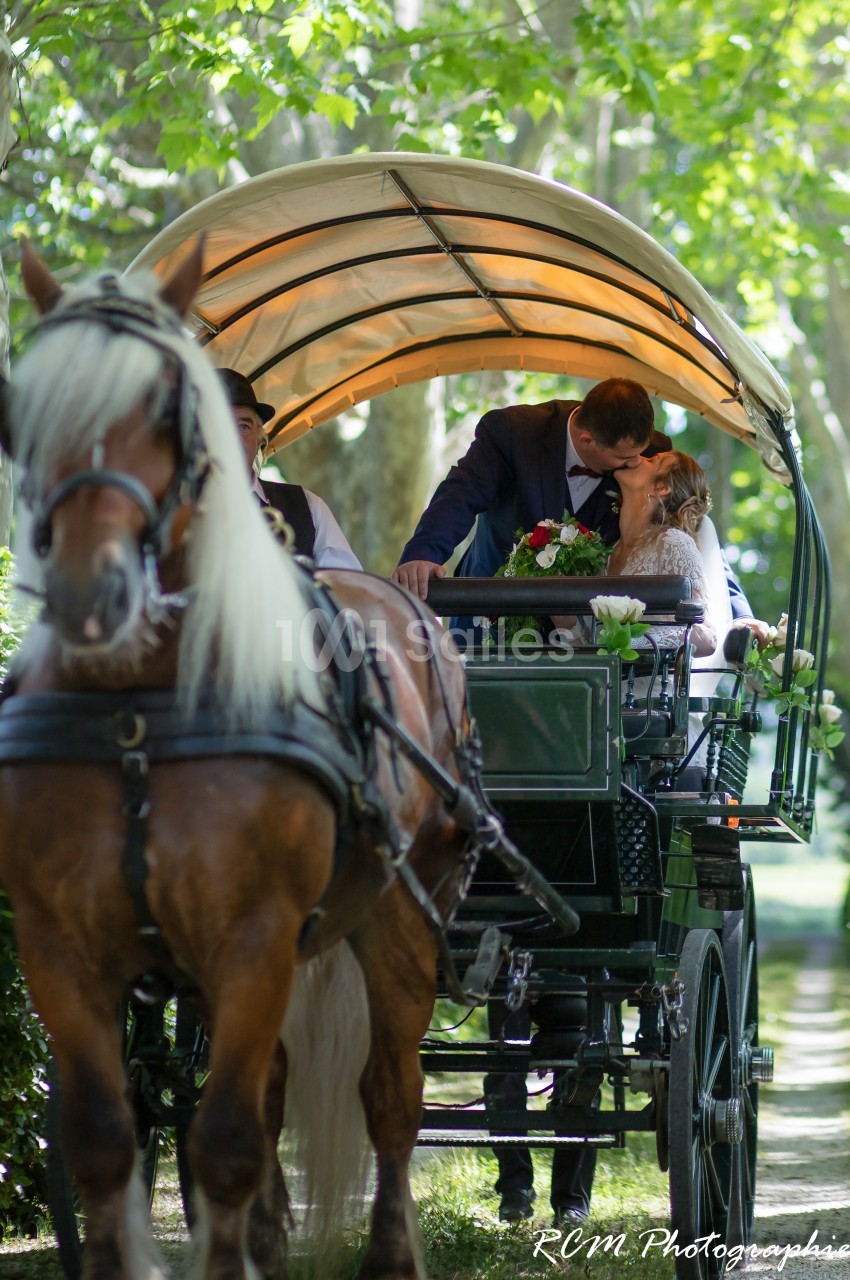 Un couple s'embrasse dans une calèche tirée par un cheval, sous des arbres verdoyants.
