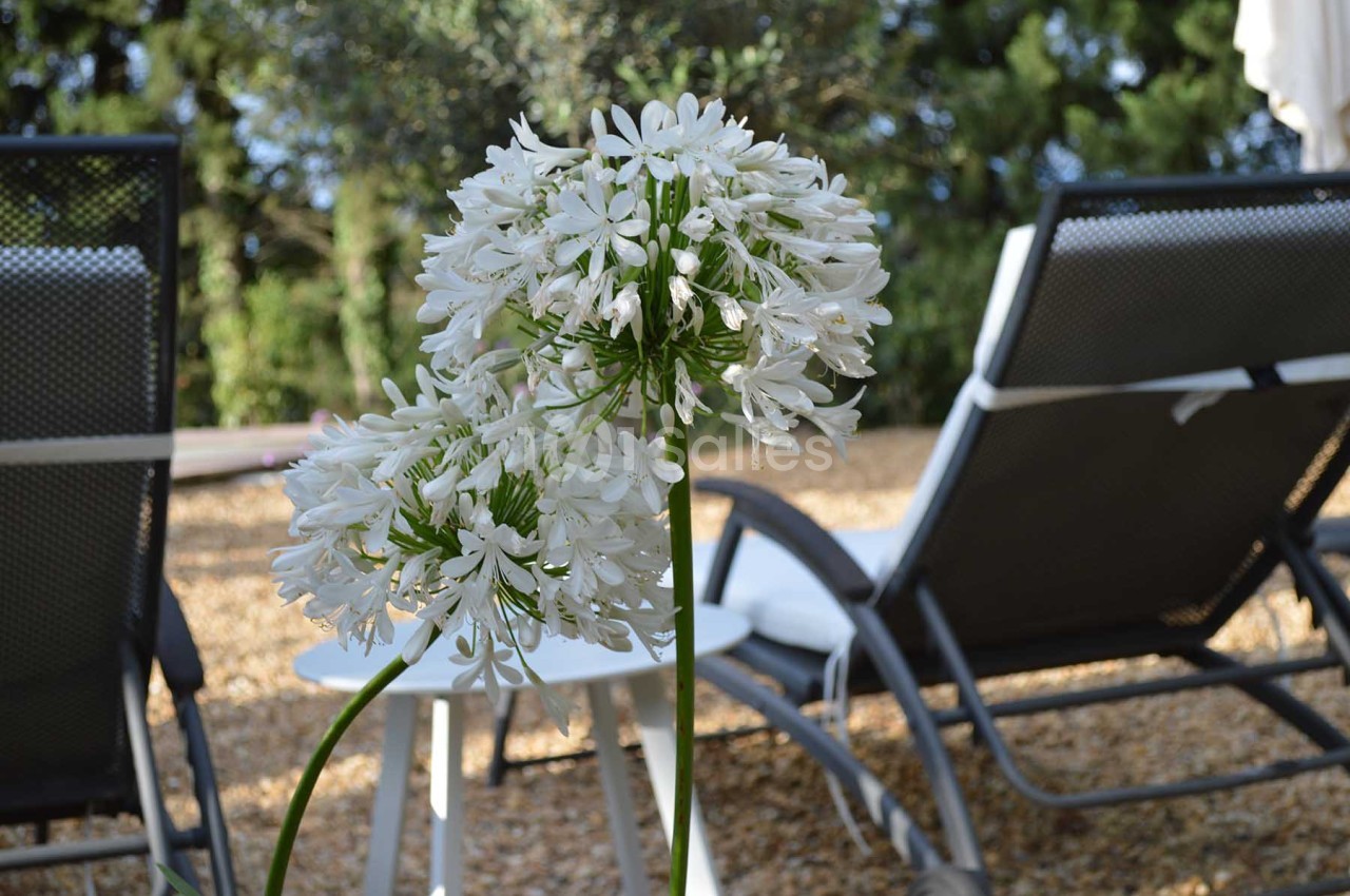 Fleurs blanches en gros plan devant des chaises longues noires sur un sol de gravier, avec des arbres en arrière-plan.