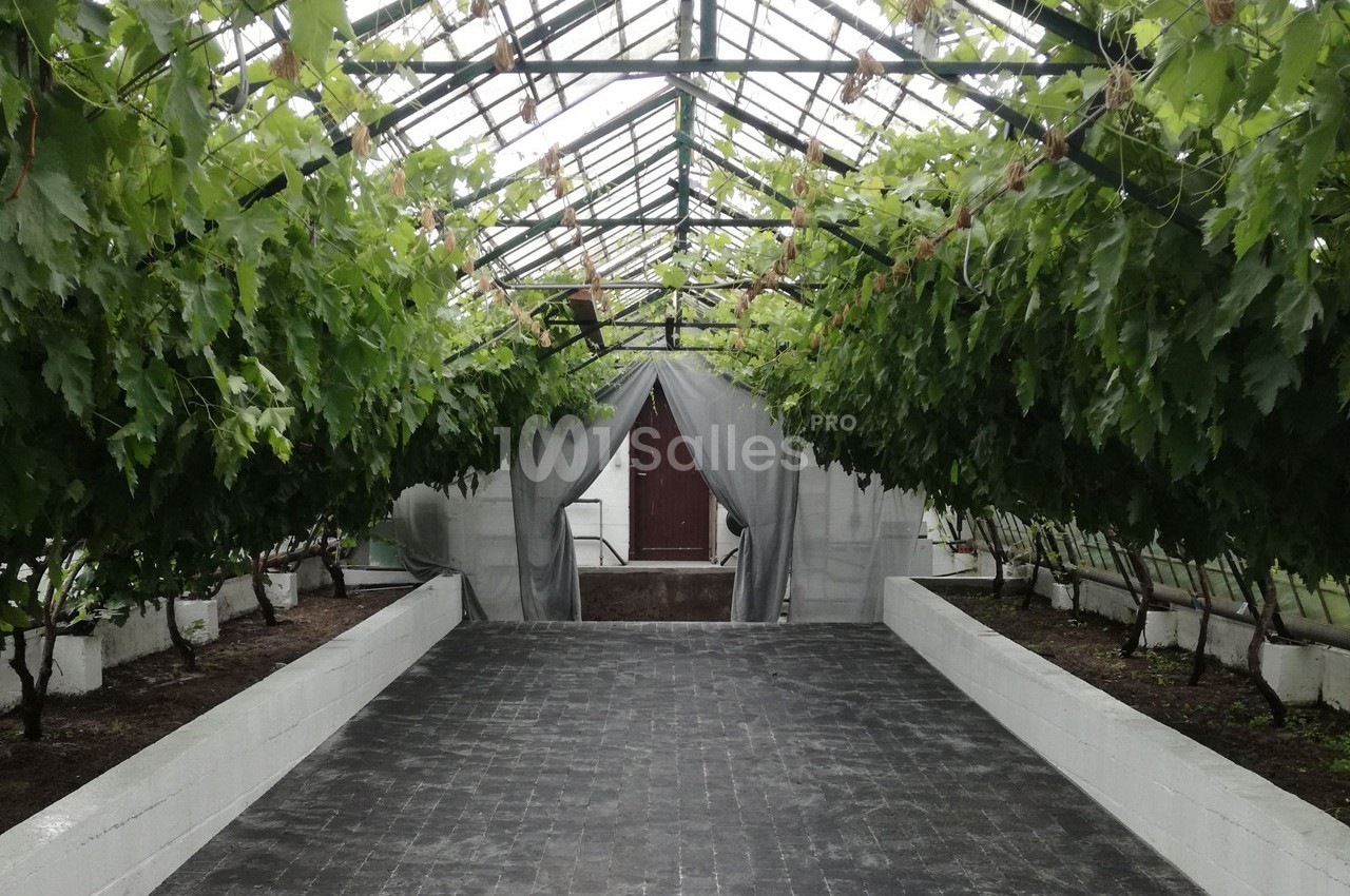 Serre avec des rangées de vignes suspendues, sol en dalles sombres et porte en bois au fond.