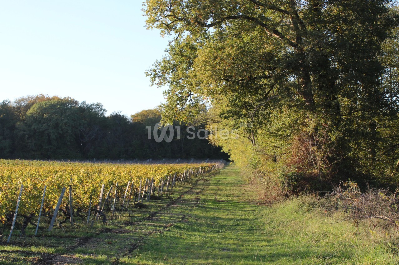Rangée de vignes bordée d'un chemin herbeux et d'arbres sous un ciel dégagé.