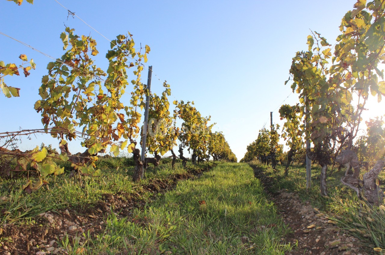 Vignes alignées dans un champ ensoleillé, avec des feuilles vertes et jaunes sous un ciel bleu clair.