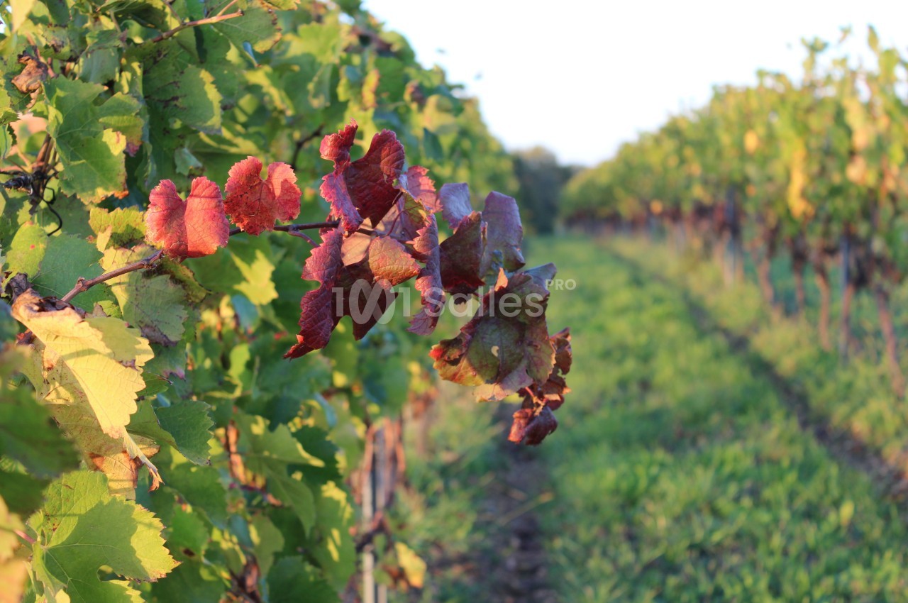 Vignes avec des feuilles rouges et vertes éclairées par le soleil, s'étendant le long d'un chemin herbeux.