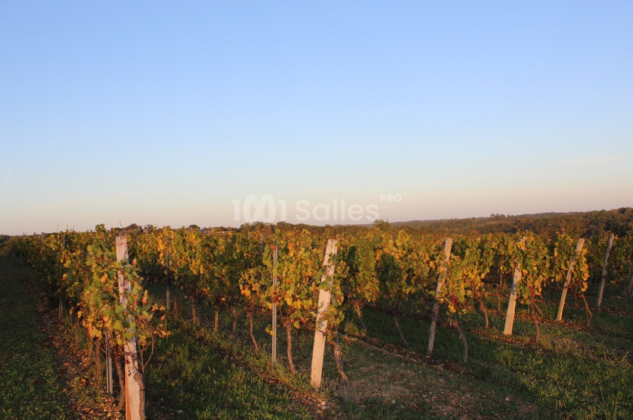 Vignes alignées dans un paysage rural au coucher du soleil, avec un ciel dégagé en arrière-plan.