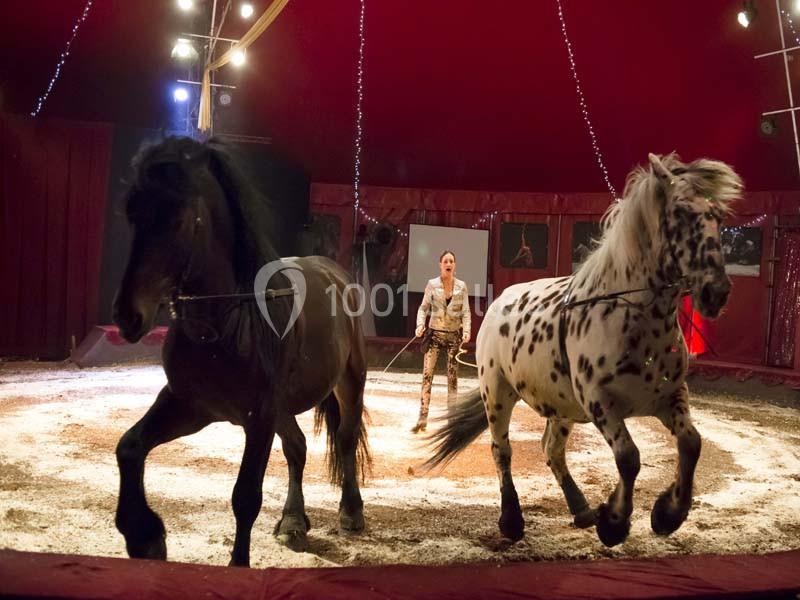 Chapiteaux De Provence - galerie - photo 7