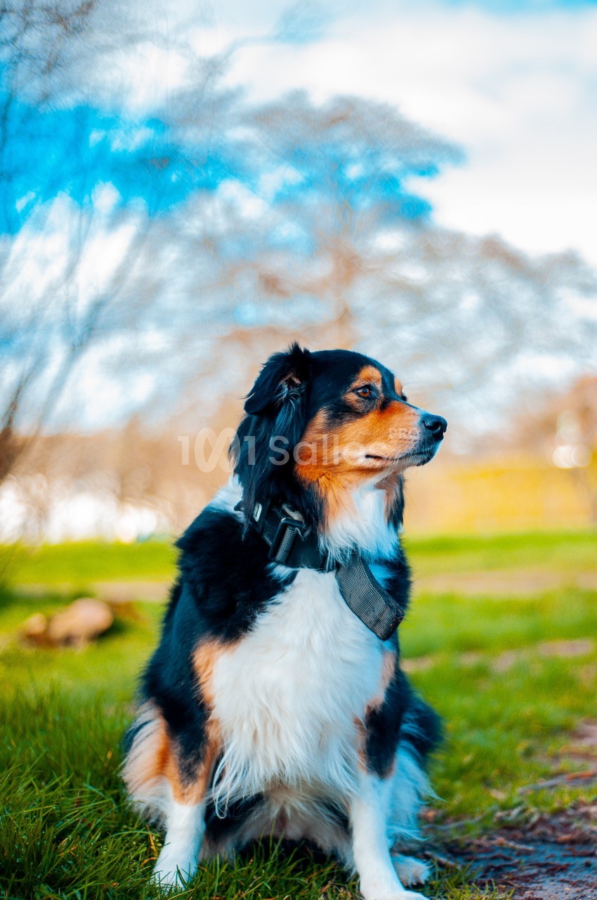 Chien tricolore assis sur l'herbe, regardant sur le côté, avec un paysage flou d'arbres et de ciel en arrière-plan.