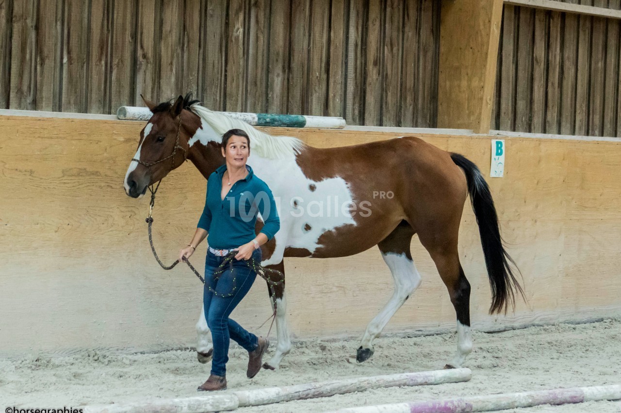 Une femme marche en tenant un cheval pie en longe dans un manège intérieur en sable.