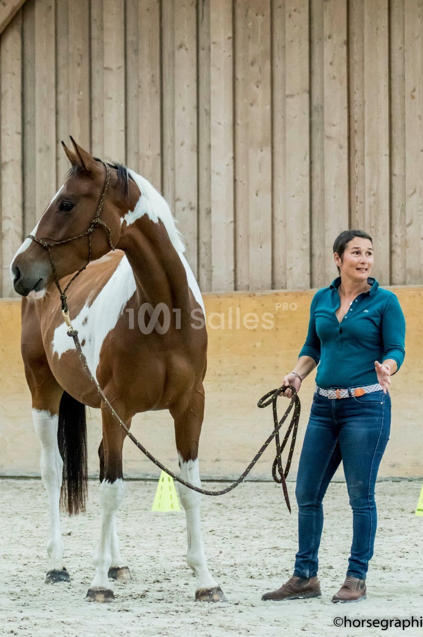 Femme guidant un cheval pie tenu en longe dans un manège intérieur avec des murs en bois.
