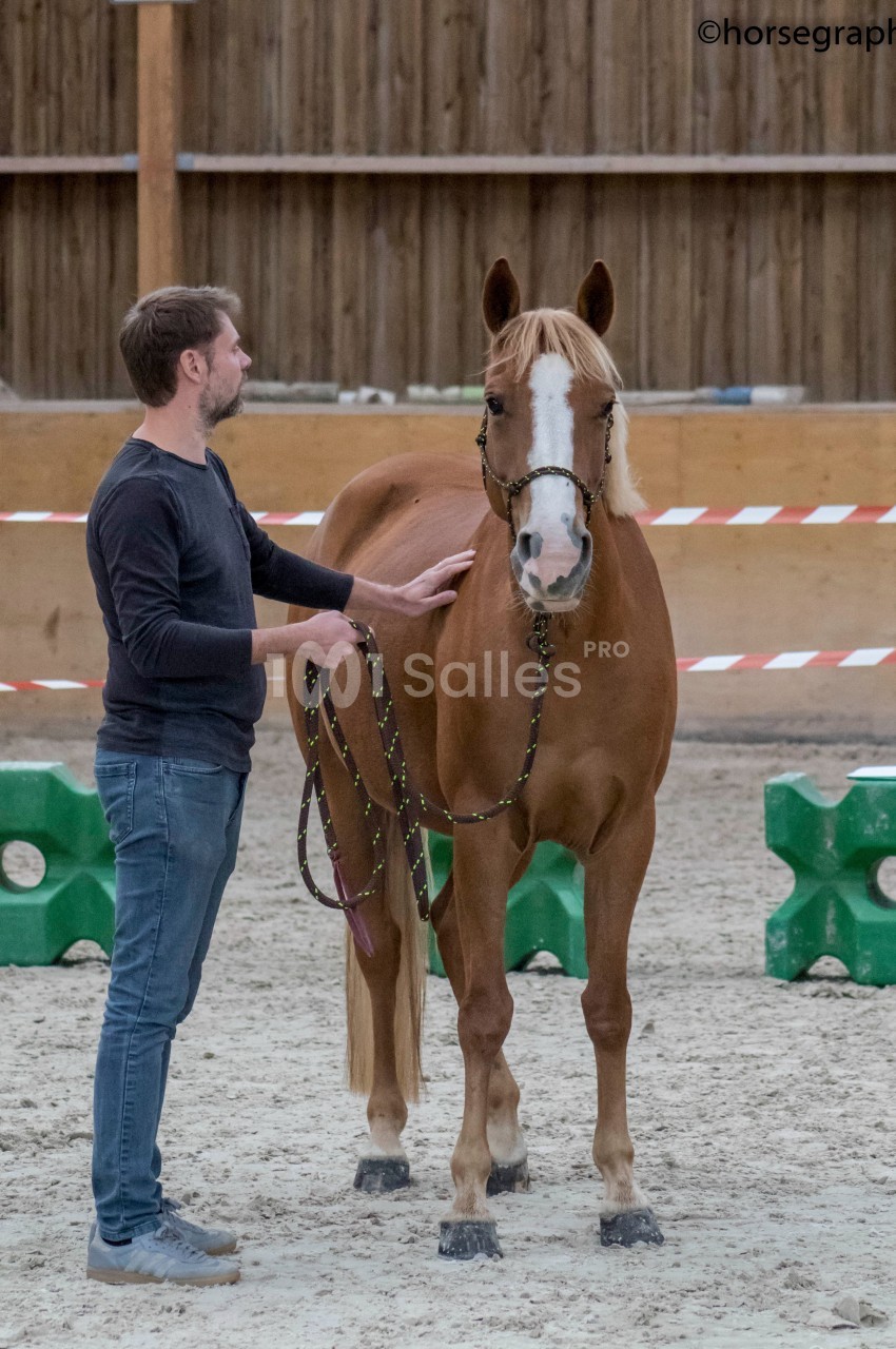 Un homme tient un cheval alezan en licol dans un manège intérieur avec des obstacles en arrière-plan.