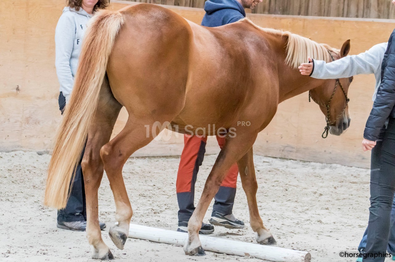 Un cheval alezan traverse une barre au sol dans un manège, accompagné de deux personnes.