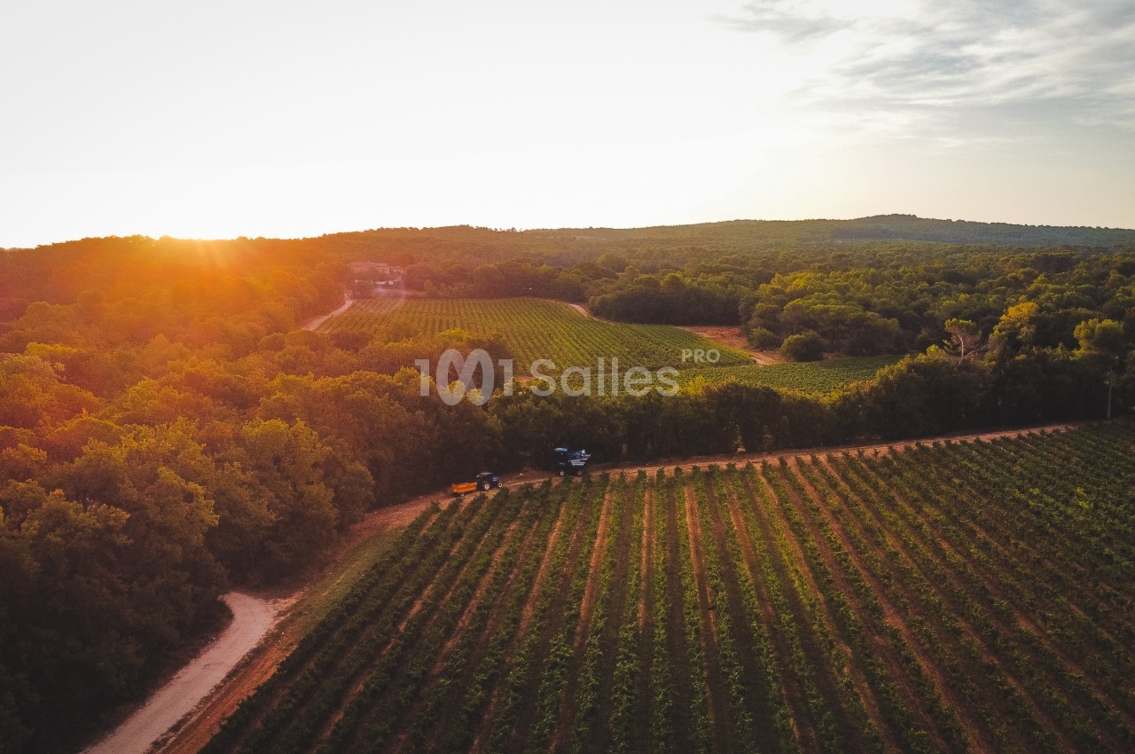 Vue aérienne d'un vignoble entouré de forêts au coucher du soleil, avec un chemin traversant le paysage.