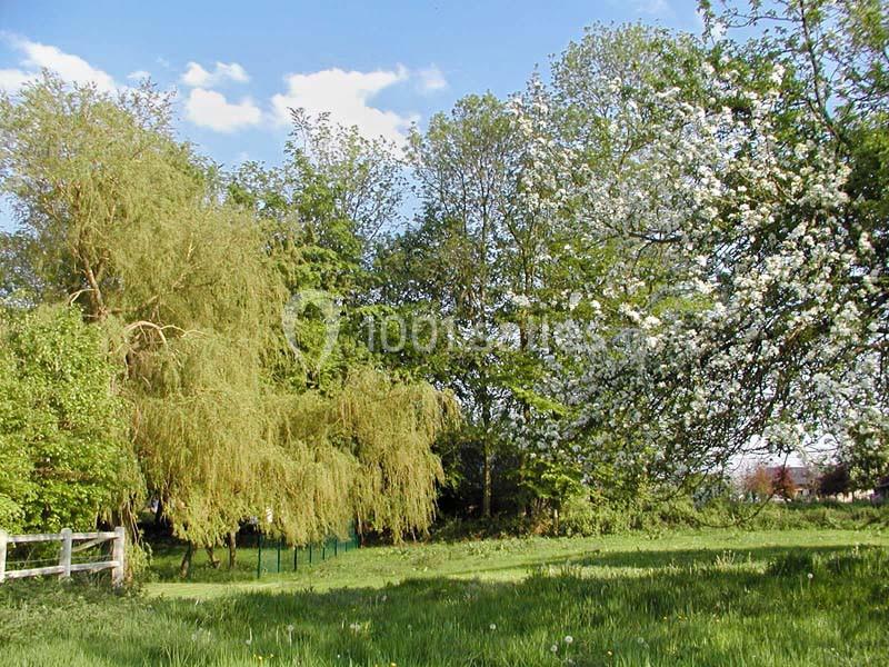 Un paysage printanier avec des arbres en fleurs, un saule pleureur et une prairie verdoyante sous un ciel bleu.