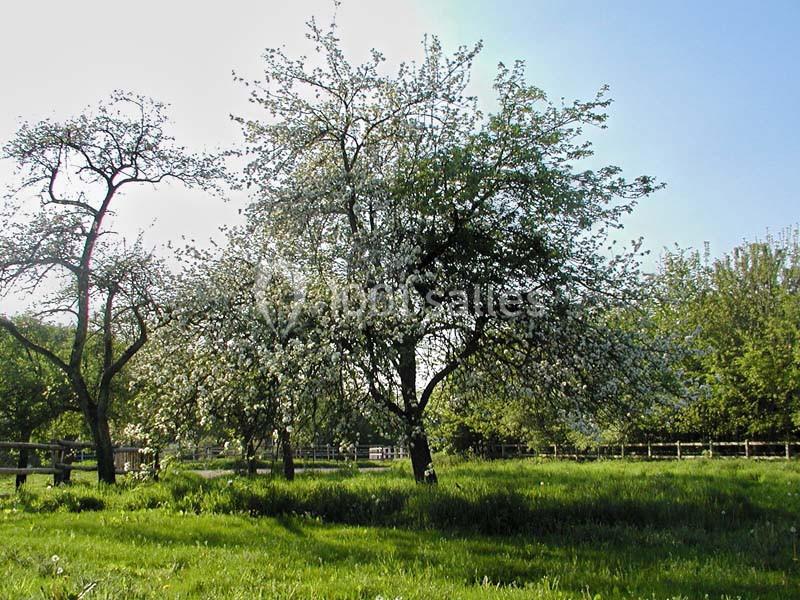 Un pommier en fleurs dans un pré verdoyant, entouré d'autres arbres et d'une clôture en bois.