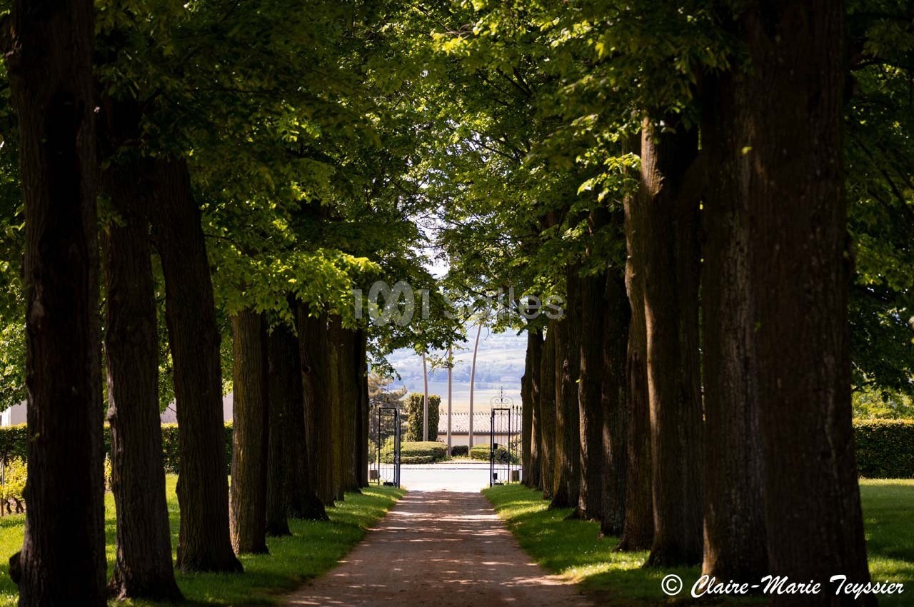 Allée bordée d'arbres menant à une grille ouverte, avec un paysage dégagé en arrière-plan.